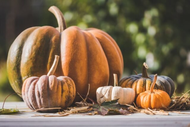 How to Grow Pumpkins: A Comprehensive Guide for Gardeners of All Levels